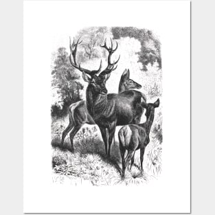 Deer Family Wildlife Illustration Posters and Art